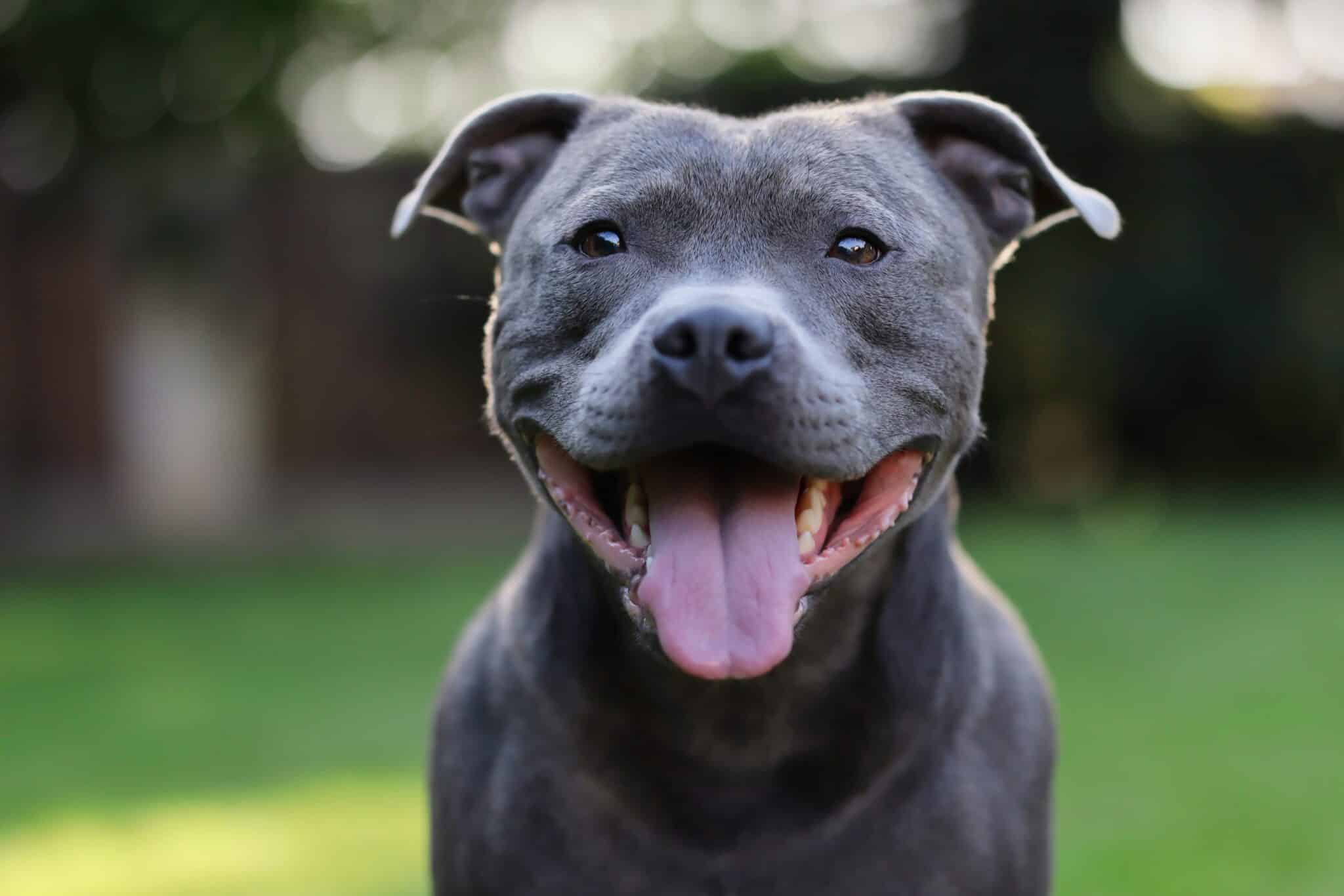 ¡Conoce más sobre el Staffordshire Bull Terrier! – American Pets Panama