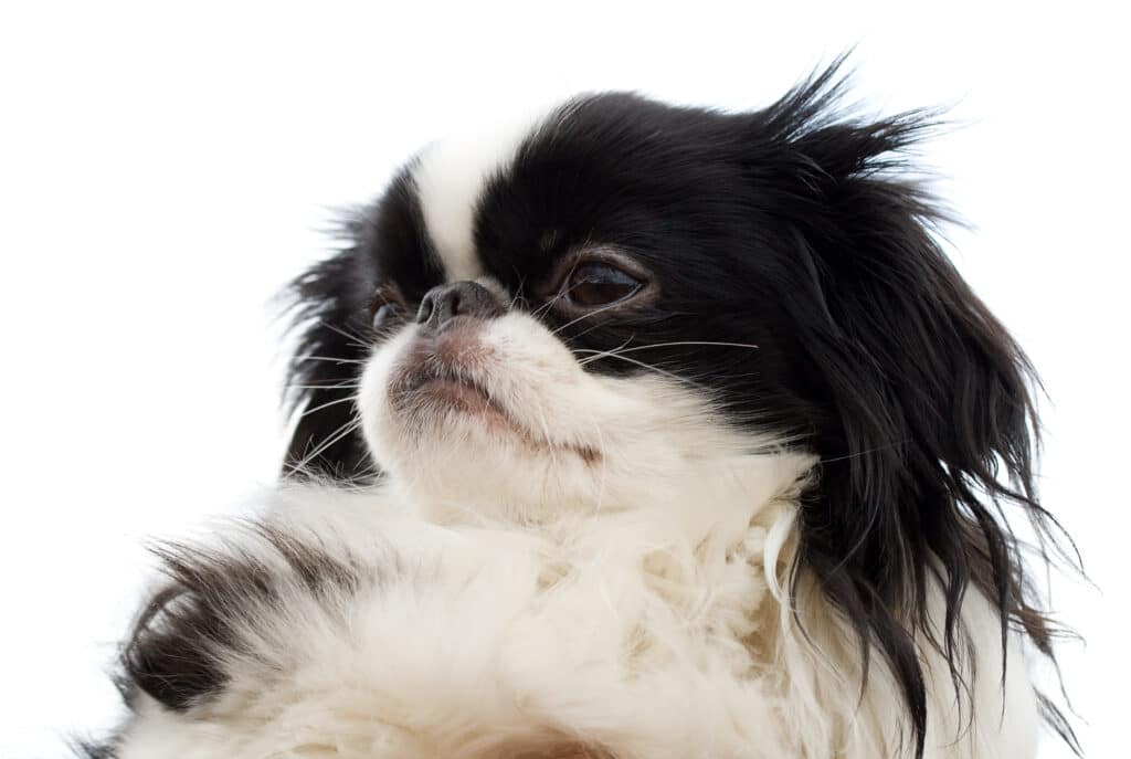 Japanese Chin Puppy Close Up