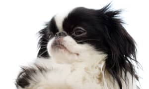 Japanese Chin Puppy Close Up