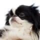 Japanese Chin Puppy Close Up