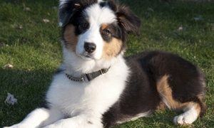 Australian Shepard Pup