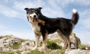 Border Collie