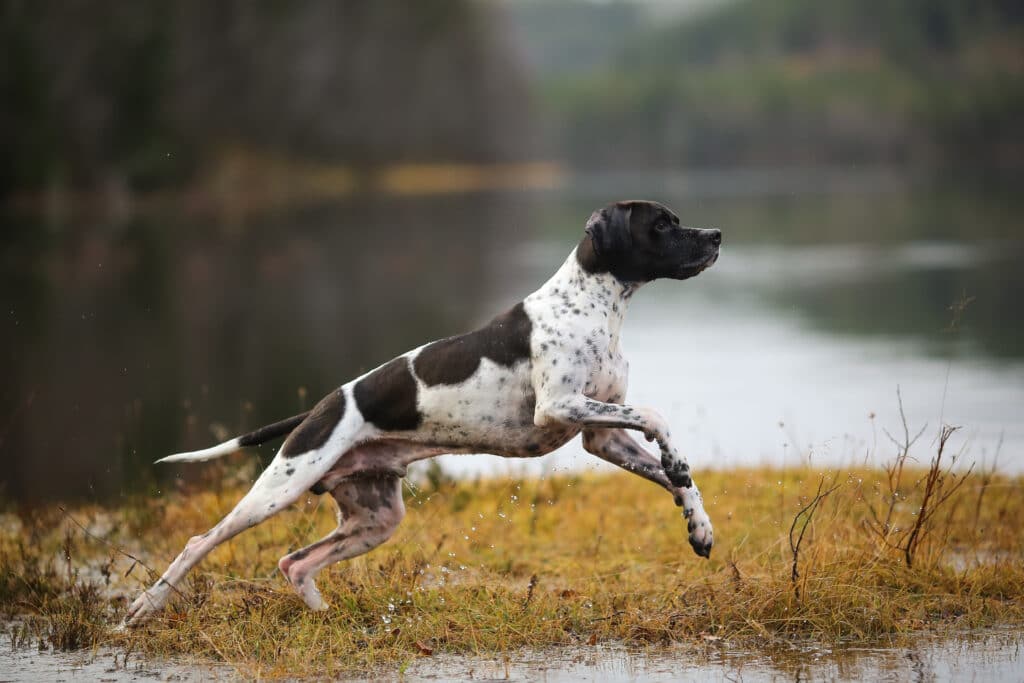 English Pointer Hunting On The Swamp In The Autumn