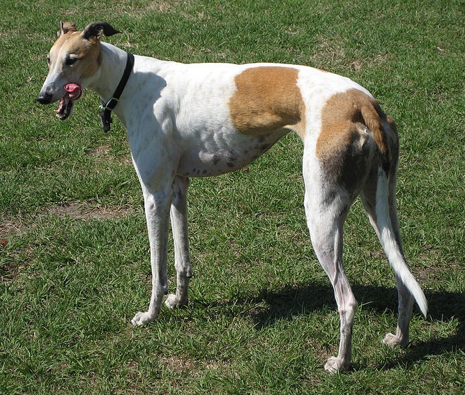 Greyhound - The Dogington Post