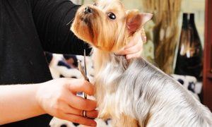What To Look For In A Dog Groomer