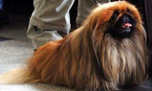 Pekingesewb