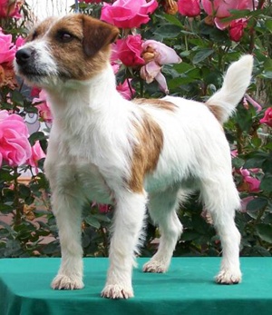 Jack Russell Terrier - The Dogington Post