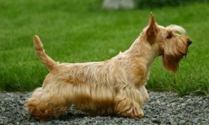 Scottish Terrier