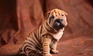 Chinese Shar Pei