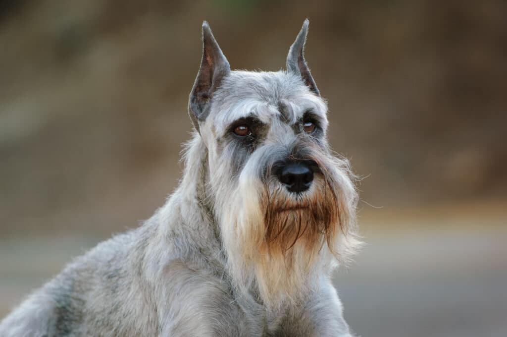 Tandard Schnauzer Dog Standing In The Field