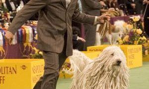 391Px Komondor Westminster Dog Show