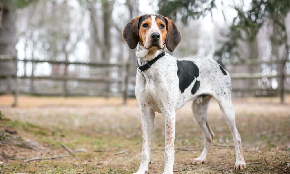 A Treeing Walker Coonhound Dog Outdoors