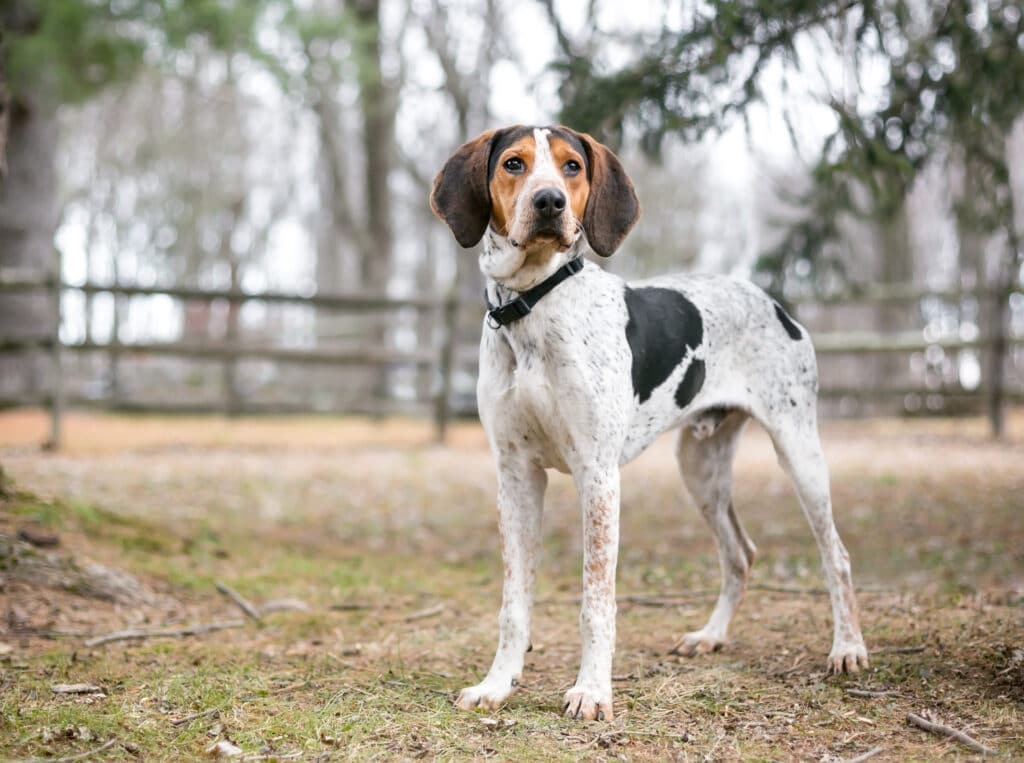 A Treeing Walker Coonhound Dog Outdoors