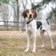 A Treeing Walker Coonhound Dog Outdoors