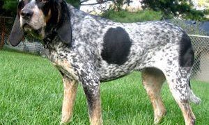 Bluetickcoonhound