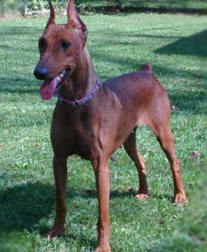 pinscher german