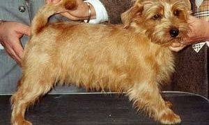 Norfolk Terrier