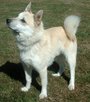 Norwegian buhund best sale for sale