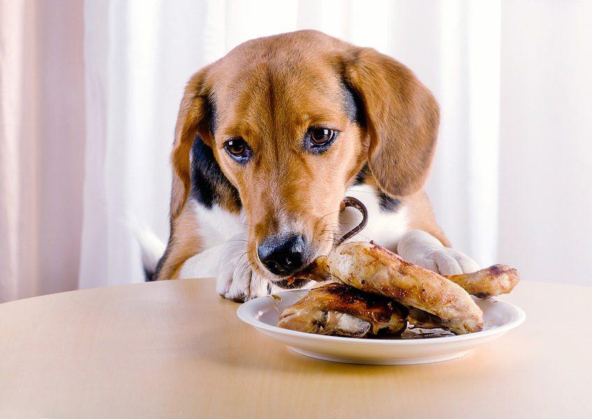 are cooked chicken wings bad for dogs
