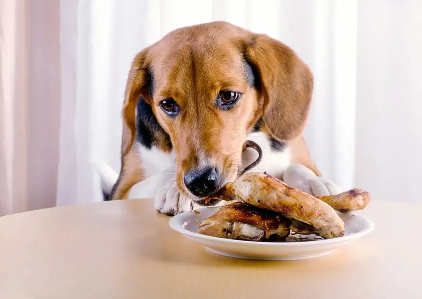 can dogs eat chicken feet bones