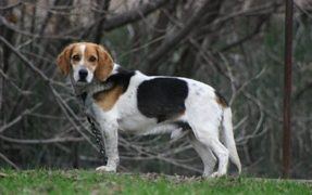 Beagles Are Cute Singers