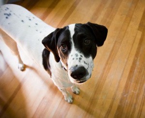 What To Do About Dog Urine On Your Hardwood Floors The Dogington