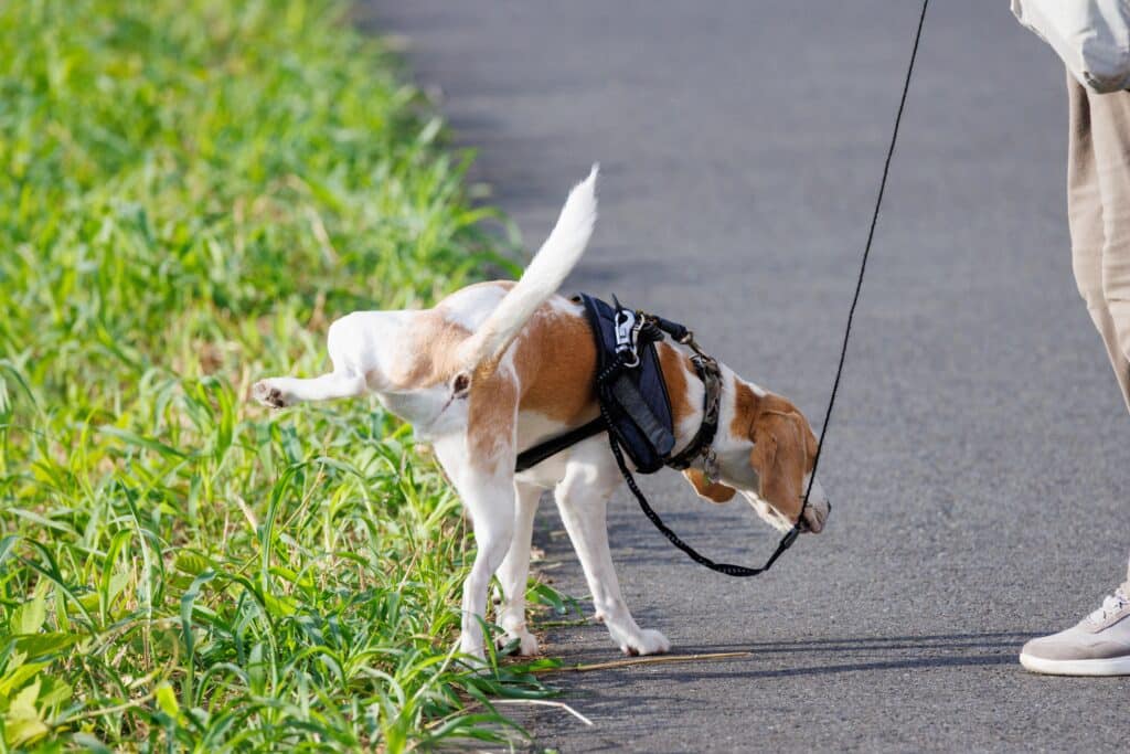 A Male Dog Urinates In The Grass During A Walk