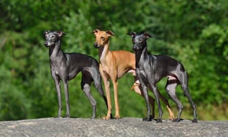 Beautiful Italian Greyhound standing on a stone on green background