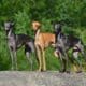 Beautiful Italian Greyhound standing on a stone on green background