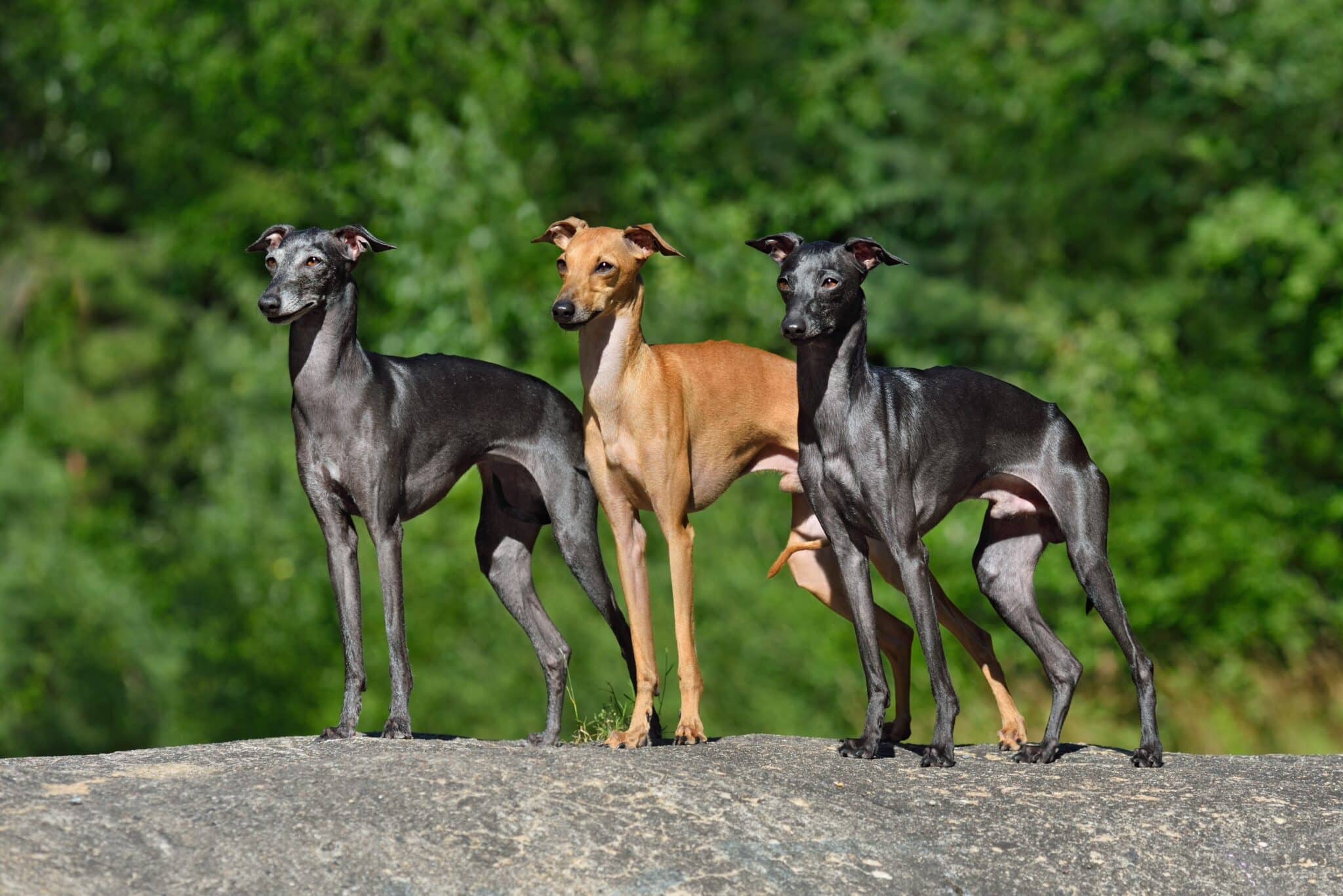 do italian greyhounds bite