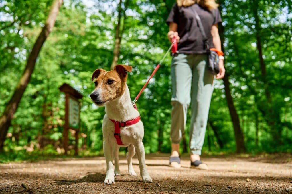 Dog Walker Walks Her Jack Russell Terrier Dog In Summer Park