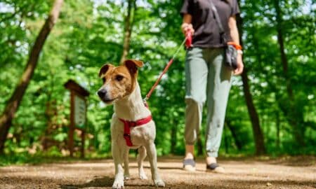 Dog walker walks her Jack Russell terrier dog in summer park