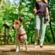 Dog Walker Walks Her Jack Russell Terrier Dog In Summer Park