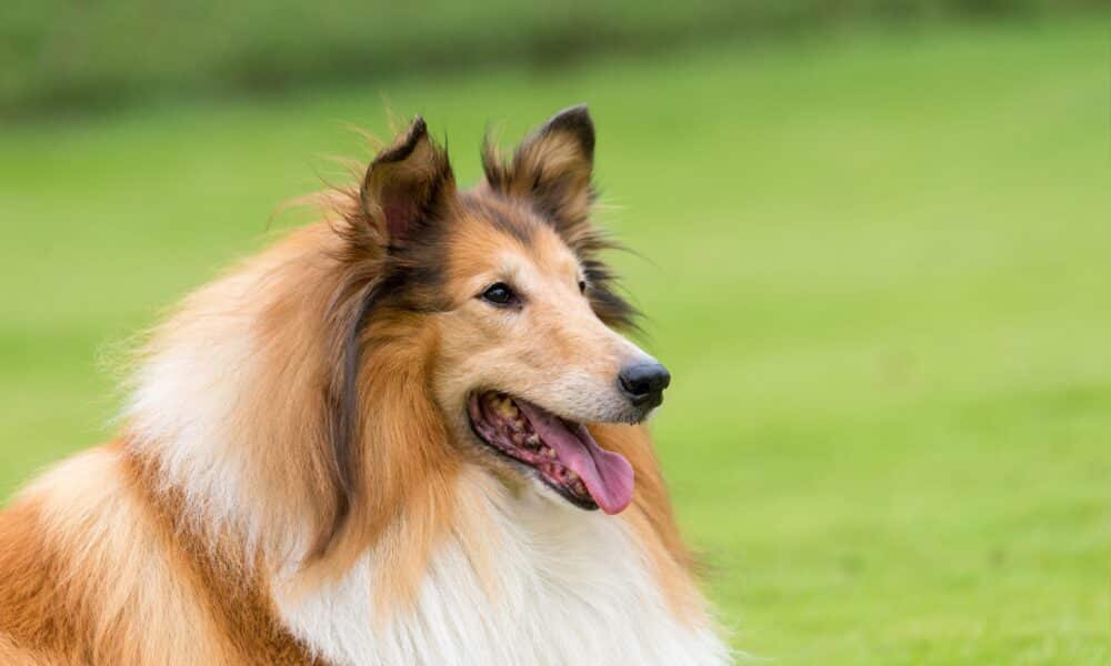 Beautiful Collie Dog In High Quality Portrait