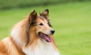 beautiful collie dog in high quality portrait