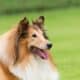 Beautiful Collie Dog In High Quality Portrait