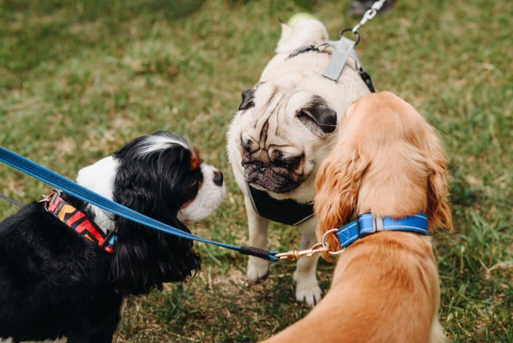 Three Dogs Communicate At Walk In Park In Sunny Summer Day