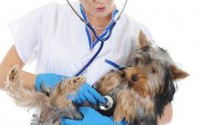 Low Blood Pressure In Dogs