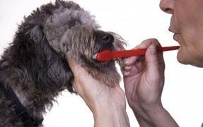 Dog Dental Care