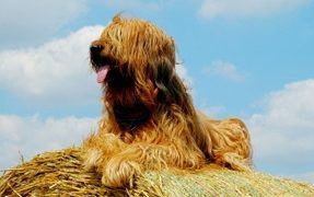 Briard