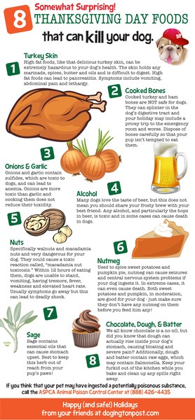 what is pumpkin good for dogs