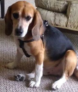 The Heartwarming (and Heartbreaking) Story of a Retired Research Beagle ...