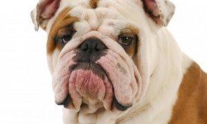 Englishbulldog