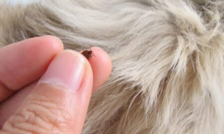 Removing A Tick From A Dog
