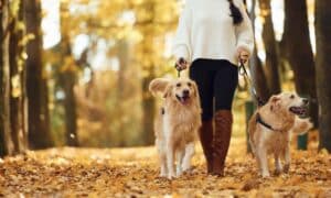 Woman On The Walk With Her Two Dogs In The Autumn Forest.