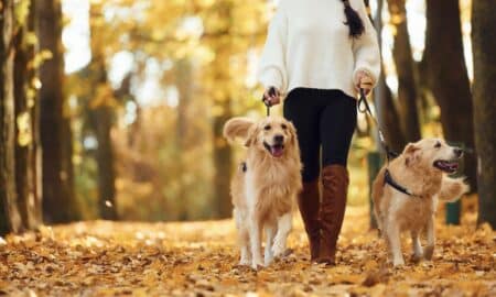 Woman on the walk with her two dogs in the autumn forest.