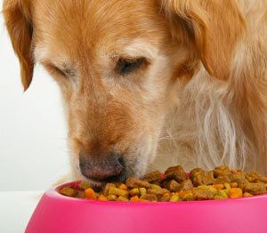 pet dog food online