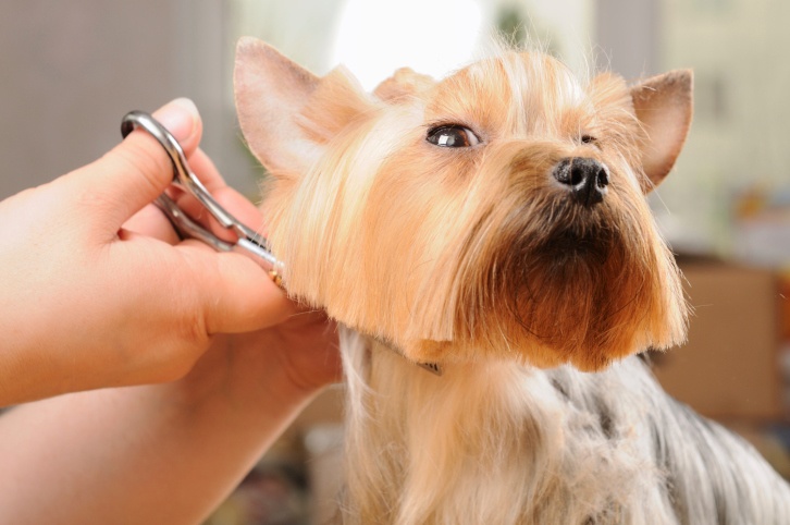 can i give my dog benadryl before grooming