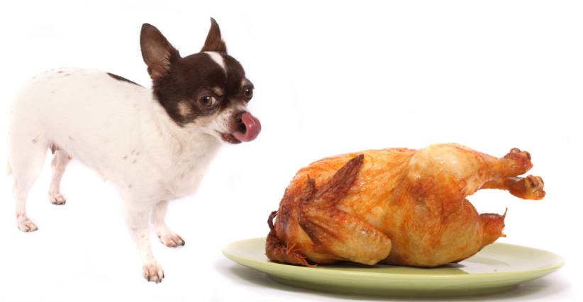 A List of Human Foods Dogs Can't Eat - The Dogington Post