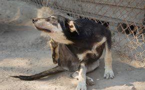 Shelter Dog Scratching 4165